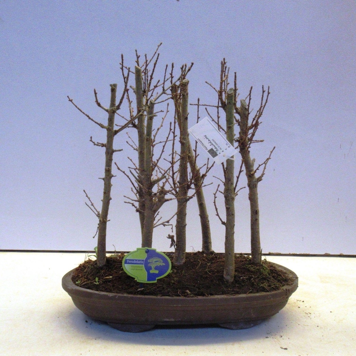 <h4>Pseudolarix group</h4>