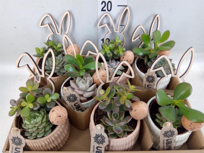 <h4>Arr.  Succulents L%</h4>