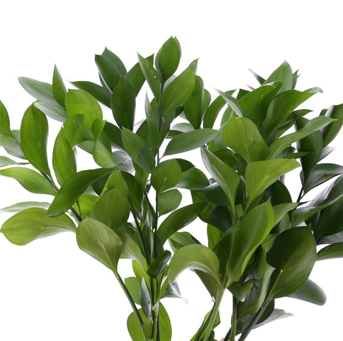 <h4>ŽAL HARD RUSCUS</h4>