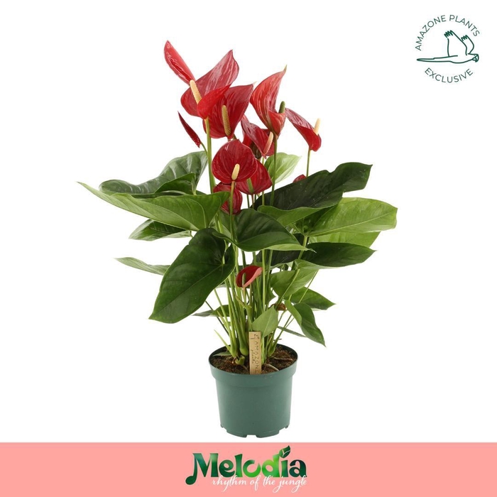 <h4>Anthurium Melodia Red 17cm</h4>