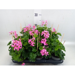Pelargonium pelt. 'Balkon Lila'