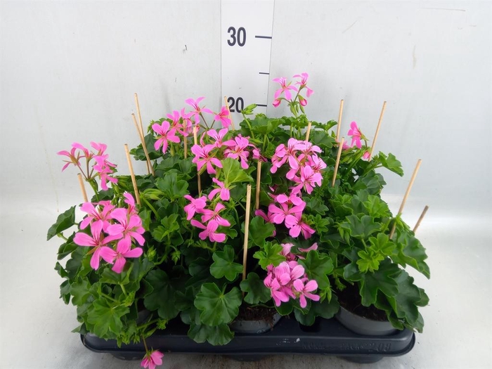 <h4>Pelargonium pelt. 'Balkon Lila'</h4>
