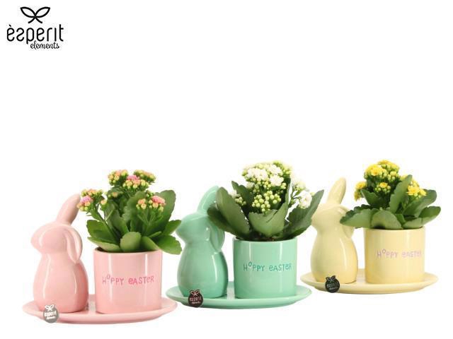 <h4>4501080: Solutionss Easter</h4>