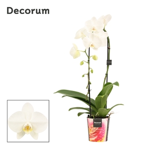 Phalaenopsis cascade 1 tak wit (Decorum)