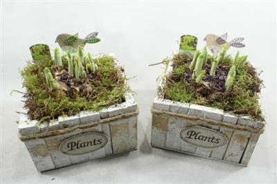 <h4>1186 Plants VK X3</h4>