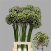 Allium Gladiator Zaad