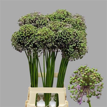 <h4>Allium Gladiator Zaad</h4>