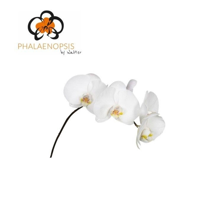 <h4>Phalaenopsis  'Sensation White'</h4>