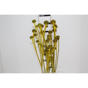 COGUMELO EA - AMARELO