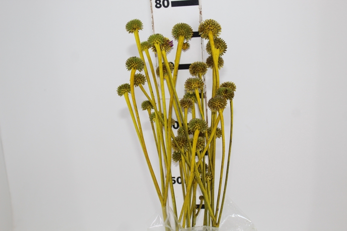 <h4>COGUMELO EA - AMARELO</h4>