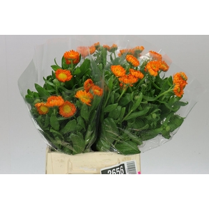 Calendula Of Green Spot Orange