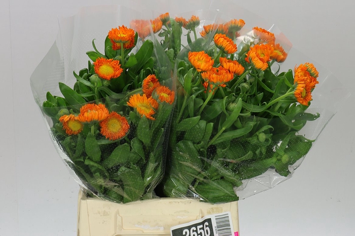 <h4>Calendula Of Green Spot Orange</h4>