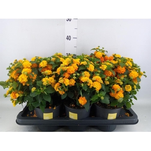 Lantana camara 'Simon Orange'