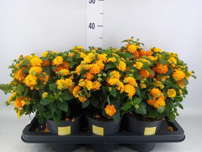 <h4>Lantana camara 'Simon Orange'</h4>