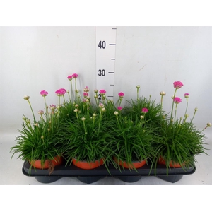 Armeria maritima 'Splendens'