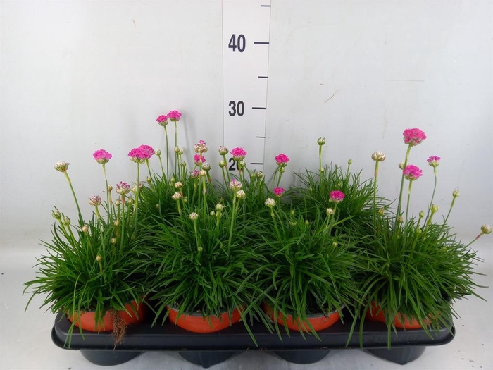 <h4>Armeria maritima 'Splendens'</h4>