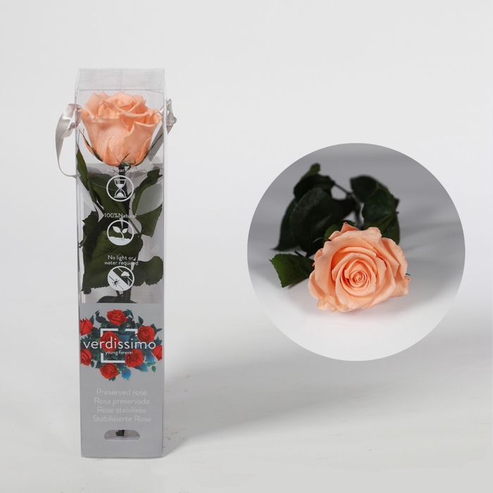 <h4>Roos op steel mini 27,5cm Peach</h4>