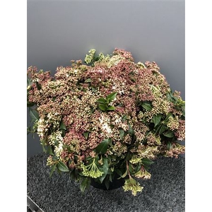 Viburnum M Flower Wit