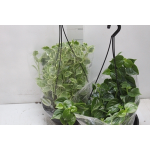 PEPEROMIA VARIADO C21
