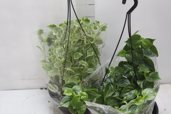 <h4>PEPEROMIA VARIADO C21</h4>