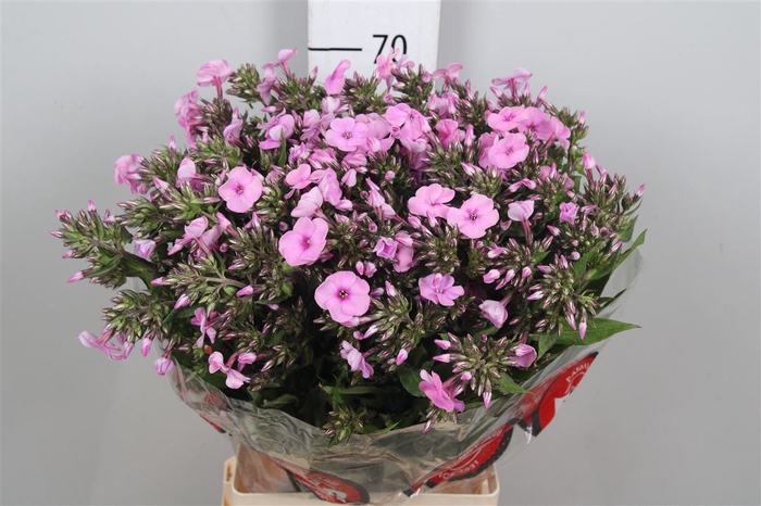 <h4>Phlox P Bri Missy</h4>