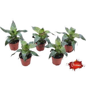 Vriesea Nova