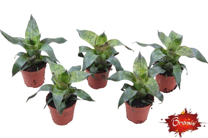 <h4>Vriesea Nova</h4>