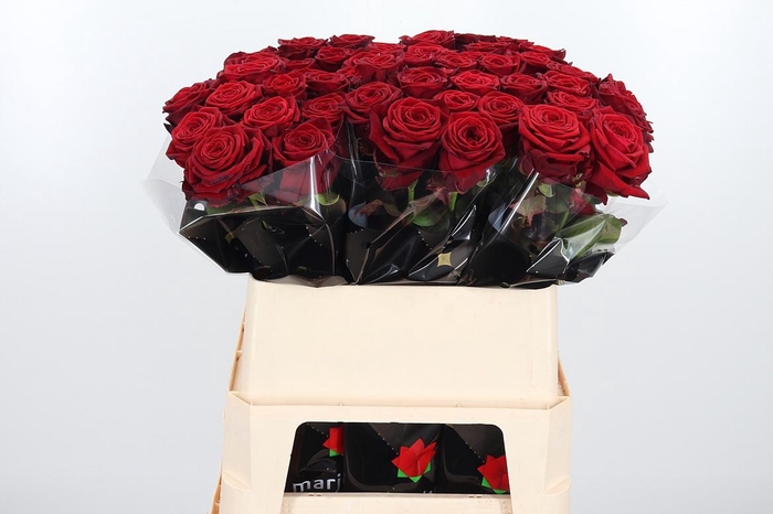 <h4>R Gr Red Naomi!</h4>