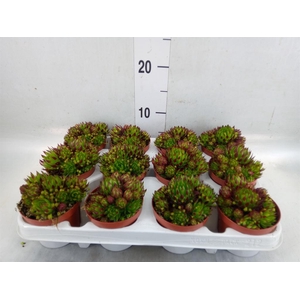 Sempervivum   ...
