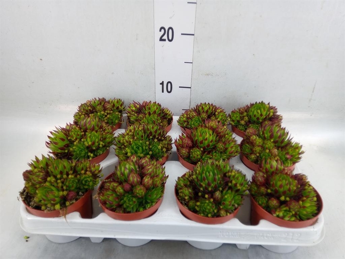 <h4>Sempervivum   ...</h4>