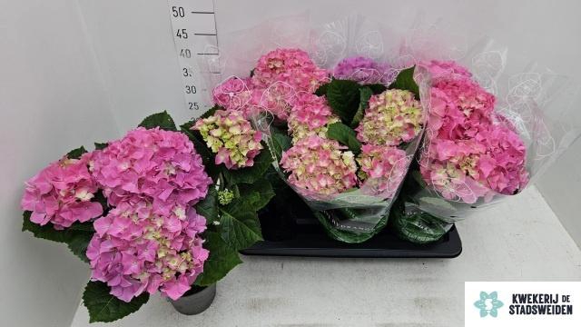 <h4>HYDR M EARLY ROSA</h4>