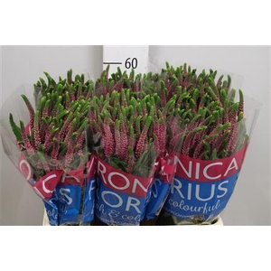 Veronica  'Smart Iselle'