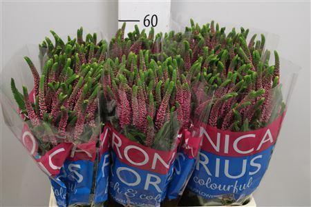<h4>Veronica  'Smart Iselle'</h4>