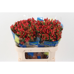 Hyp Triumph Red Spray