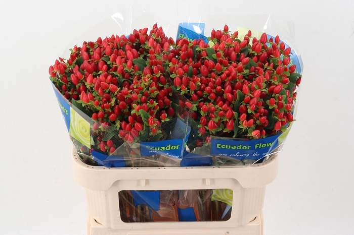 <h4>Hyp Big Red Spray</h4>