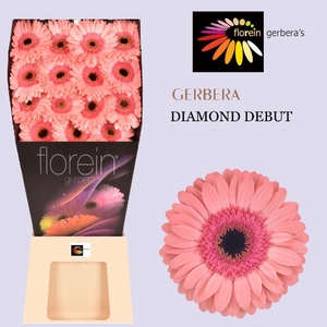 Gerbera Debut Diamond