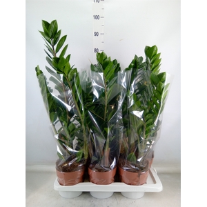 Zamioculcas zamiifolia