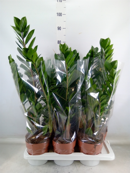 <h4>Zamioculcas zamiifolia</h4>