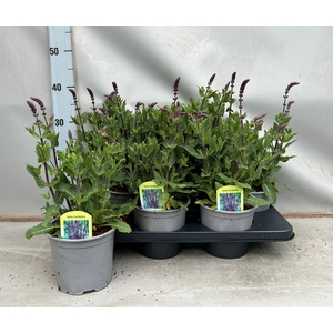 Salvia nemorosa 'Blauhuegel'