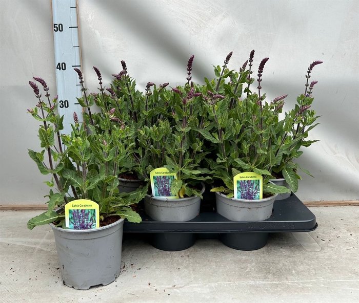 <h4>Salvia nemorosa 'Blauhuegel'</h4>