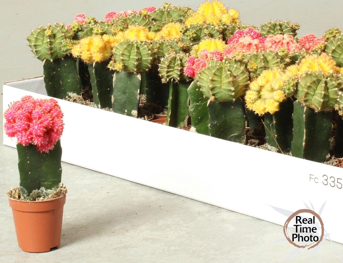 <h4>GYMNO JAPAN GEM</h4>