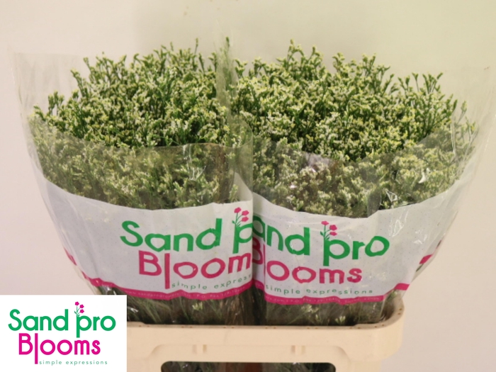 <h4>LIM SIN COOL DIAMOND</h4>