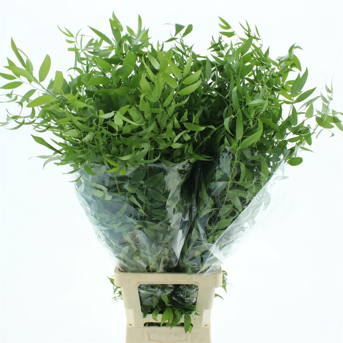 <h4>Ruscus Soft Long 4 Stelen 150 Gram</h4>