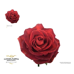 Rosa Premium Matilda