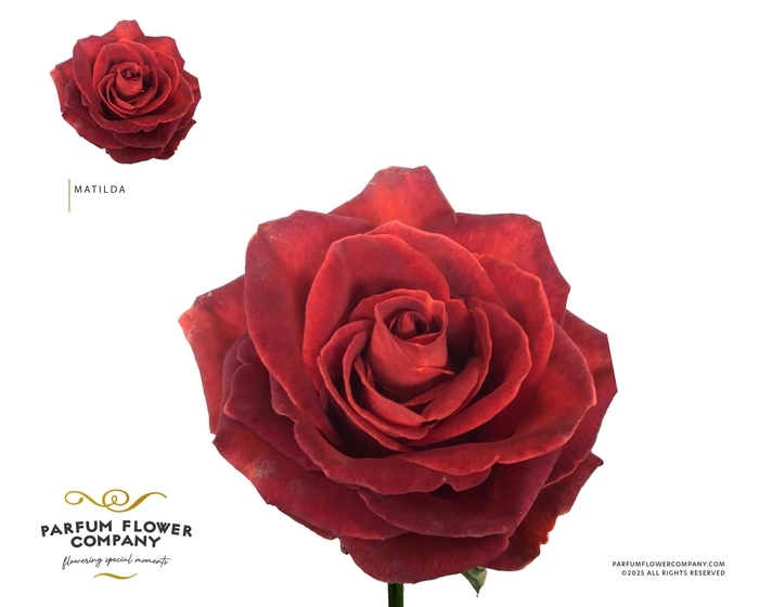 <h4>Rosa Premium Matilda</h4>