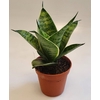Sansevieria Hahnii 6 cm Silver Hahnii(Decorum)