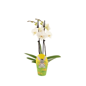 Potcover Easter Phal Wit 2T14+