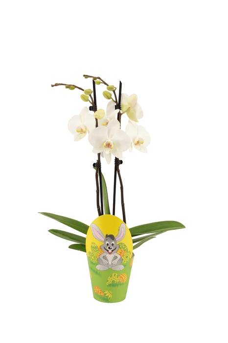 <h4>Potcover Easter Phal Wit 2T14+</h4>