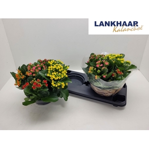 KAL EN GEM IN POT