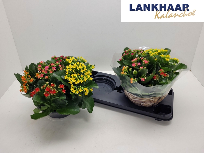 <h4>KAL EN GEM IN POT</h4>